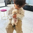 블리독인천부평점강아지분양 말티푸 미니비숑프리제 포메입양 | 인천부평에서 강아지 분양, 블리독 인천부평점에서 건강한 댕댕이 만나기^^