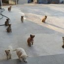 아기강아지 이미지