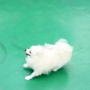 더펫(The Pet) 이미지