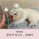 오일프로 | 강아지미스트 허레이 프로 아르간오일 실키미스트 사용 후기