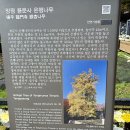 2024년3월17일 동부산악회 정기산행 (양평 용문산 가섭봉 1157m 봄산행) 이미지