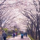 장안2제방 이미지