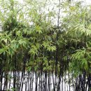 흑룡한의원 이미지