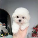 도그어바웃 강아지분양 이미지