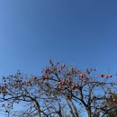 안성리-6 | 🌿 서귀포 대정 감성카페 벨진밧 | 아이와 제주여행 | 내돈내산