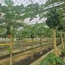 과일백화점 이미지