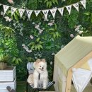 멍멍스타 이미지