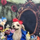 까까멍멍 이미지