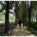 노을공원가로수길 이미지