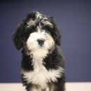 디자인독 이미지