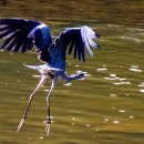 ﻿Blue Heron in Flight 이미지