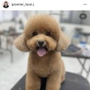 큐브애견미용학원