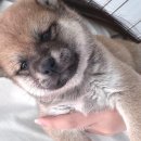 버디독 강아지분양 안심분양센터 시흥점 이미지