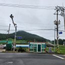 상만리 비자나무 | 전남 진도 여귀산 1