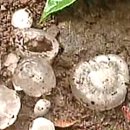 동부 비상-9호 이미지