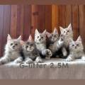 블루나쿤(BLUNACOON) 네이버블로그