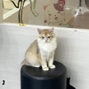 익산 고양이카페 아이캣유 이미지