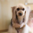 멜로디펫살롱 이미지