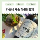 새솔환경개발㈜ | 식물영양제 추천 🌱 분갈이 후 힘없던 식물에 써본 카보네 새솔 식물영양제 후기 😊
