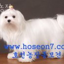 호선농장 이미지