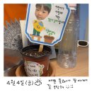 새집클로버 이미지