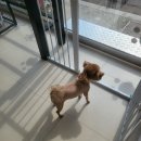 멍멍이컷 이미지