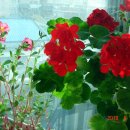 꽃 우리 이미지