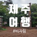 청소년자유공간 쉼표 3호점 | [제주여행] 비자림 A코스 솔직 후기🍃 아이와 함께 맨발걷기까지!