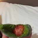 인간분수 | 1일차 - 구시다신사, 스미요시신사, 세븐일레븐,히키니쿠토코메 이마이즈미, 캐널시티분수쇼