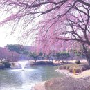 카이스트 정문 | 대전 카이스트 벚꽃 실시간 개화 주차 정보 볼거리