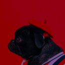 오창동물약국 이미지