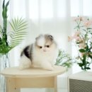 플러피펫 이미지