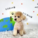 종로애견미용 이미지