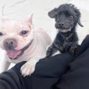 멍머니 2호점 이미지