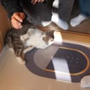 솔내음가득히 이미지