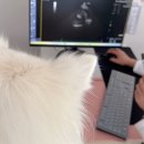 24시 청담우리 동물병원 | 강아지 심장병 전문 24시 청담우리 동물병원 꼼꼼한 심장 초음파 검사