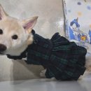곰순이네 - 보령시 큰오랏7길 29-7 | 곰순이네