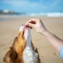 집에서도 간단히 반려견 미용 이미지