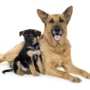 닥터멍동물병원 이미지