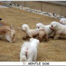 젠틀멍 이미지