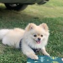 세천강변 이미지