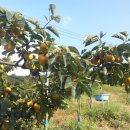 조아농장 이미지