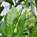 에그리나 이미지