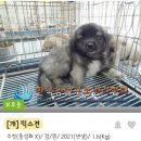 내가 누구개? 이미지