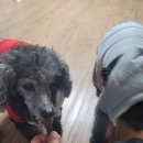 더펫샵(압량점) 이미지