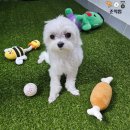 투룸 베란다 반려동물 인조잔디 셀프시공 후기(터프김 그린테리어 터프EU20)
