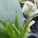 환타지아 이미지