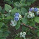 동미농장 이미지