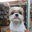 네모강아지 이미지