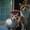 털보신집 이미지